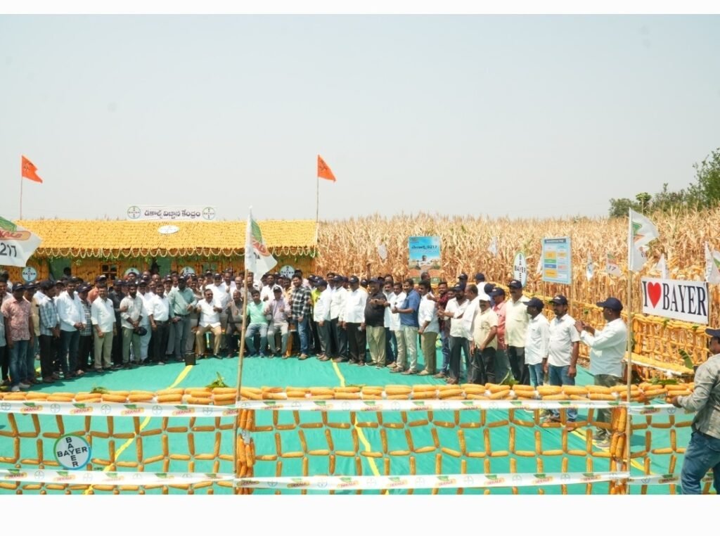 గిర్నిబావిలో కంకులతో ‘మొక్కజొన్న ఇల్లు’